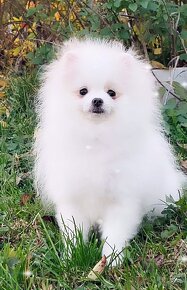 Pomeranian s PP extra mini teddy bear - 4