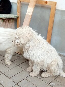 ŠTENIATKA KOMONDOR - 4