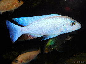 SCIAENOCHROMIS FRYERI SNOW WHITE - 4