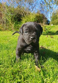 Cane Corso s PP - 4