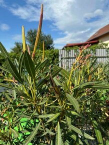 Predám lacno oleandre - Nerium Oleander rojo, rosa, amarillo - 4