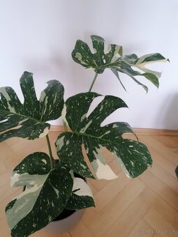 Monstera thai constalation - 4