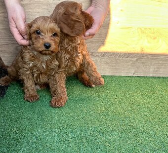 Cavapoo, cavalier,pudel - 4