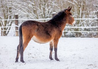 Úžasná španielska mulička na predaj - 4