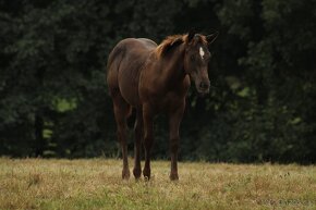 Black Appaloosa colt - 4