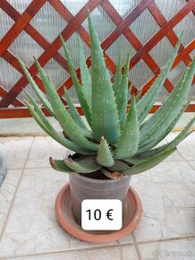 Aloe vera - 4