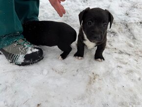 Predám šteniatka jack russel teriér x Stafford terier - 4