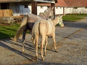 Žrebná kobyla shagya arab - 4