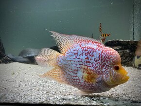 Flowerhorn SB - 4