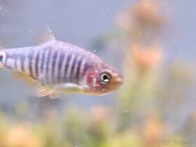 Razbora barmská (danio barmské ) - 4