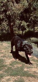 Cane corso - 4