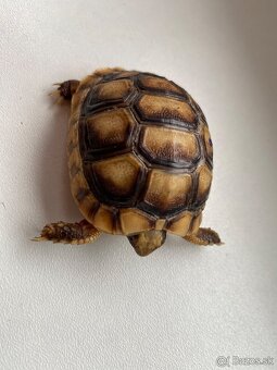 Korytnačka Testudo marginata 2024 - 4