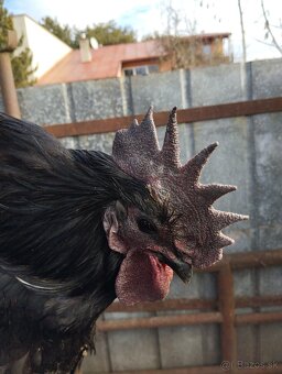 Predám kohúta kríženec Ayam cemani - 4