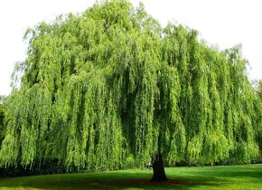 Vŕba biela - salix alba - stromčeky 100cm - 4