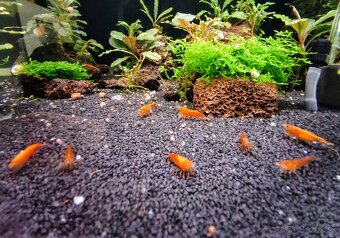 Predám krevetky Neocaridina Orange Sunkit grade SS - 4