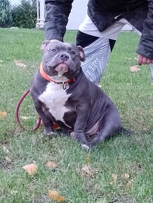 American bully - 4