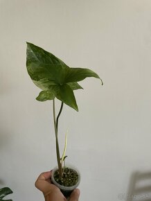 Syngonium albo - 4