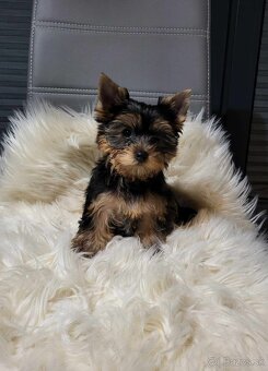 Yorkshirsky terier, Yorkshire Terrier, Jorksirsky terier - 4