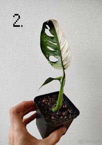 Monstera adansonii variegata - 4