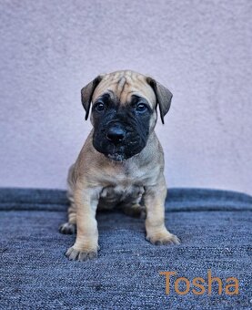 Boerboel - štěňata s PP (FCI) - 4