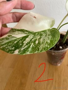 Rastlinky Monstera Albo Variegata - Panašovaná monstera - 4