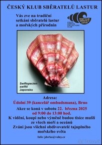 Pecten maximus - 4