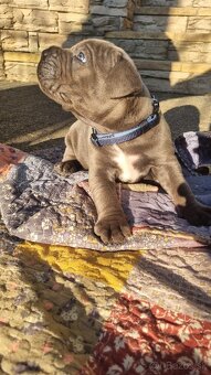 Cane corso šteniatká - 4