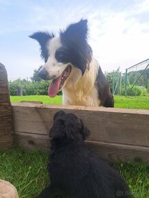 Darujem šteniatko kríženca borderkolie - 4