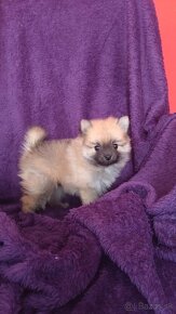 Pomeranian - 4