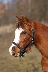 Welsh pony B import z Velké Británie - 4