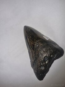 Zub prehistorického megalodona, 9cm - 4