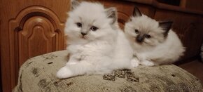 Ragdoll kocurik-blue mitted k odberu - 4