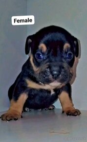 American bully pocket s PP. - 4