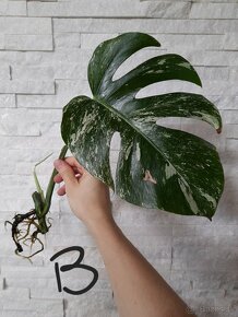 Monstera albo variegata - 4