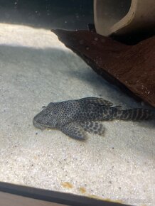 Pleco Hypostomus Plecostomoides - 4