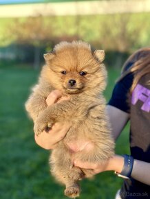 Trpazličí Špic - pomeranian - 4