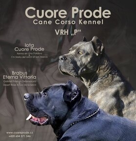 Cane Corso s PP FCI - 4