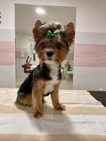 Yorkshire terrier - 4