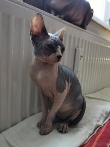 Sphynx kocúrik - 4