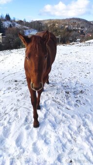 Quarter horse žrebček - 4