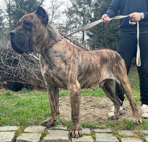 Kanárska doga, presa canario - 4