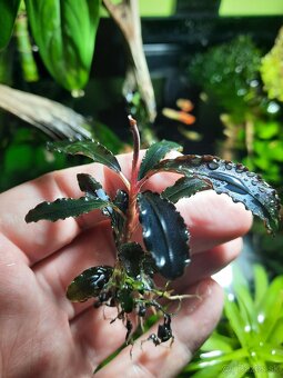 Bucephalandra Ulysses - 4