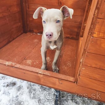 Americký pitbulterier pitbul pitbull silver lilac rare Top - 4