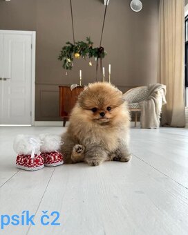 Pomeranian Boo - 4