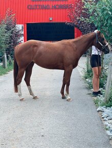 Predám kobylku quarter horse QH - 4