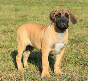 búrský buldok- boerboel - 4