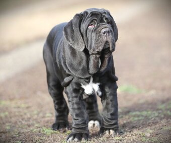 Neapolský mastiff, - 4