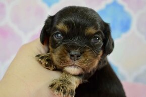 Cavalier King Charles Španiel s PP - 4