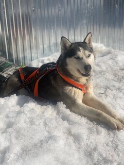 Sibírsky Husky mushing - 4