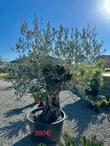 Olivovník  (Olea europaea) - 4